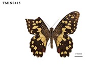 藏品(花鳳蝶)的圖片